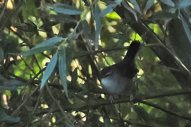 Afbeelding vogel
